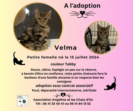 stérilisée vaccin en cours