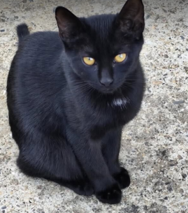 Bella