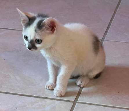 Bijou